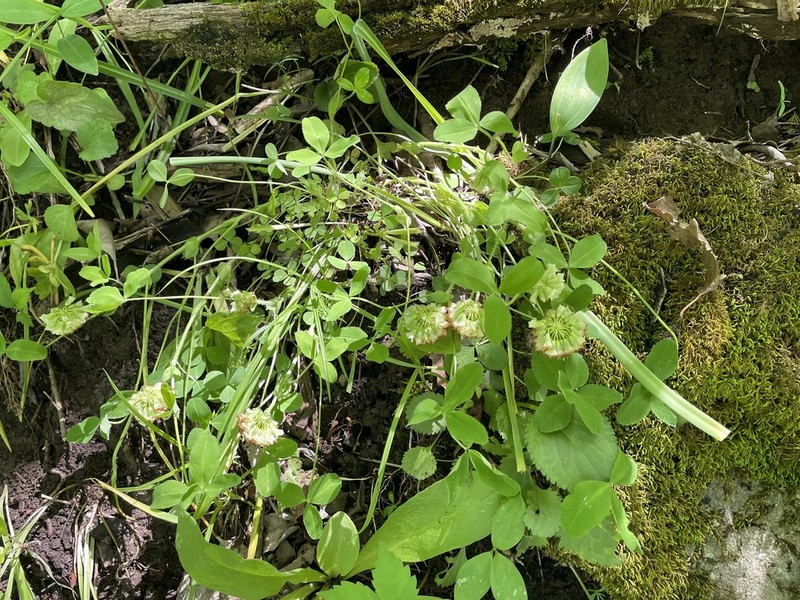 Trifolium kentuckiense