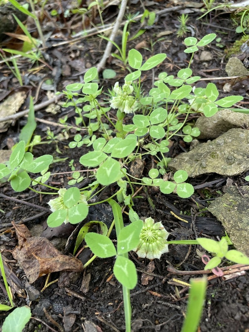 Trifolium kentuckiense photo 2