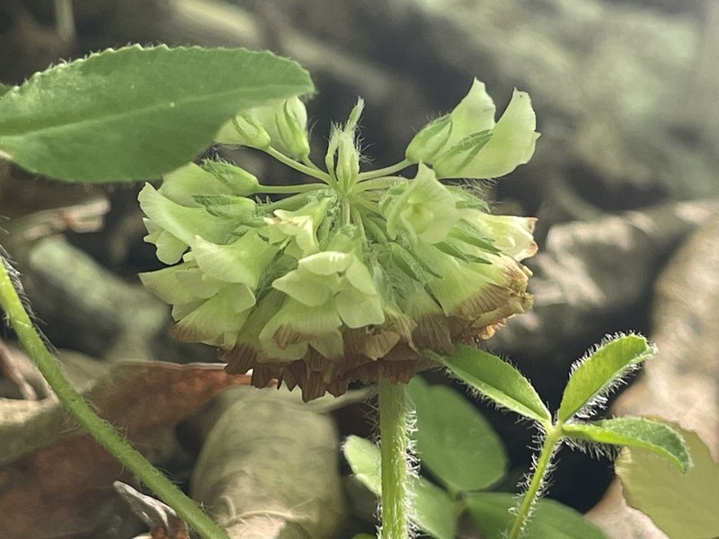 Trifolium kentuckiense photo 3