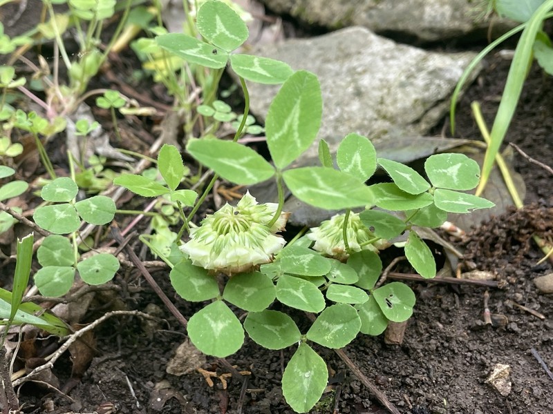 Trifolium kentuckiense photo 4