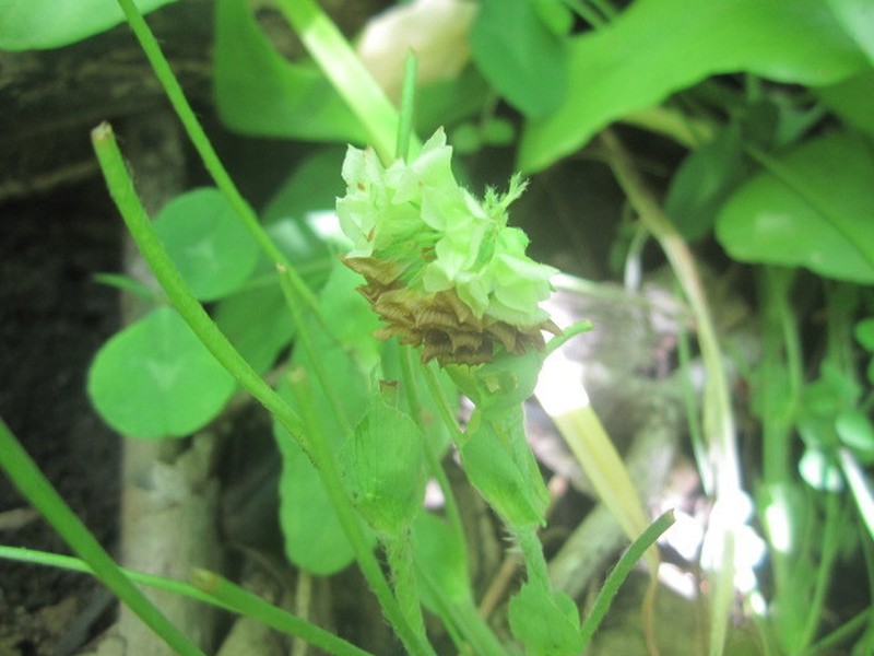 Trifolium kentuckiense photo 5