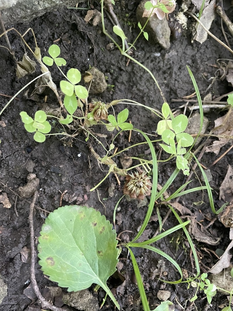 Trifolium kentuckiense photo 6