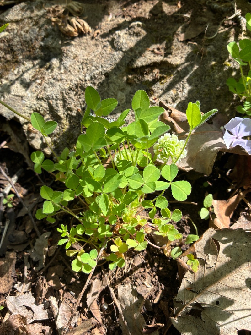 Trifolium kentuckiense photo 7