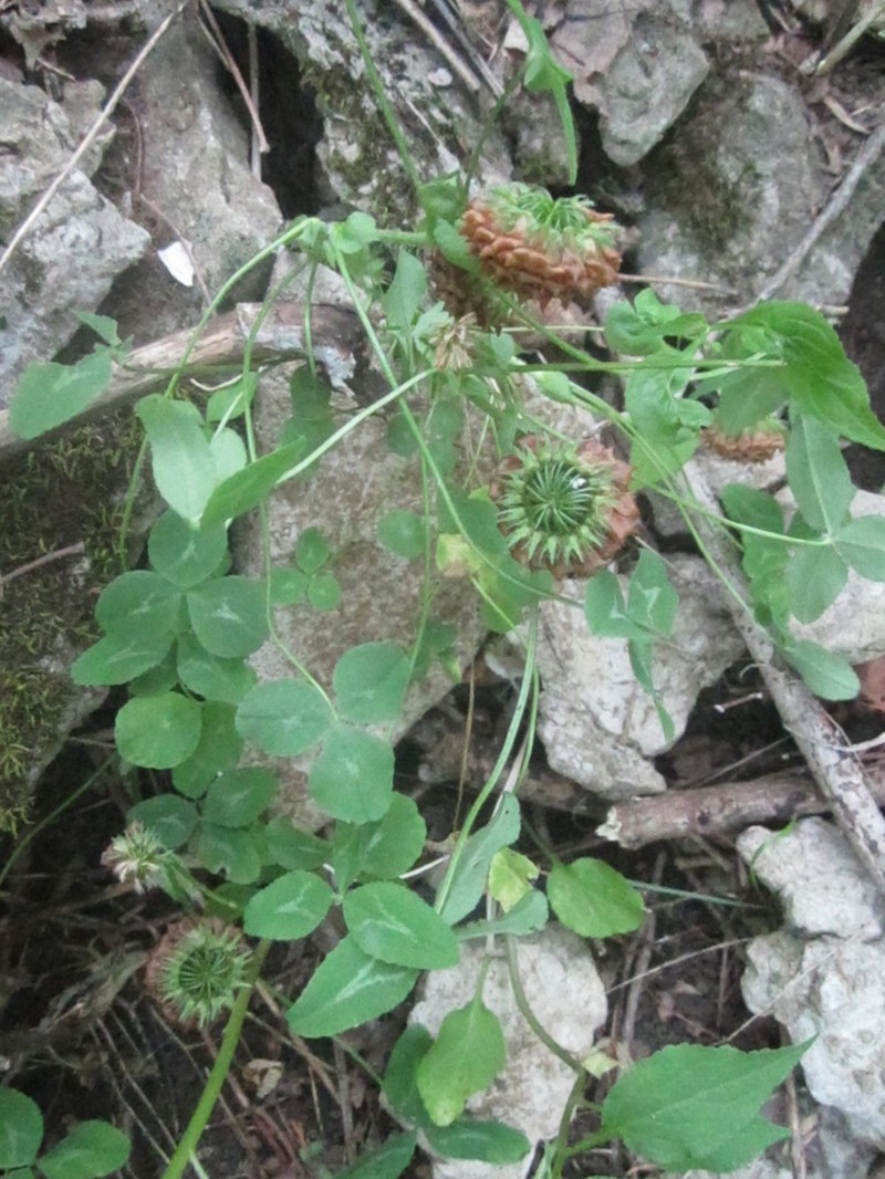 Trifolium kentuckiense photo 8