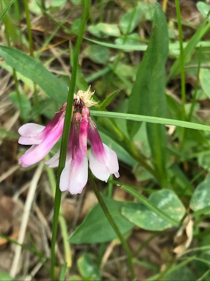 King's Clover photo 2