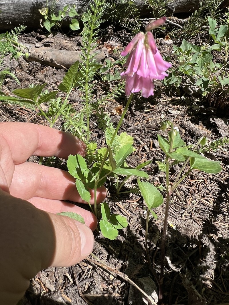 King's Clover photo 3