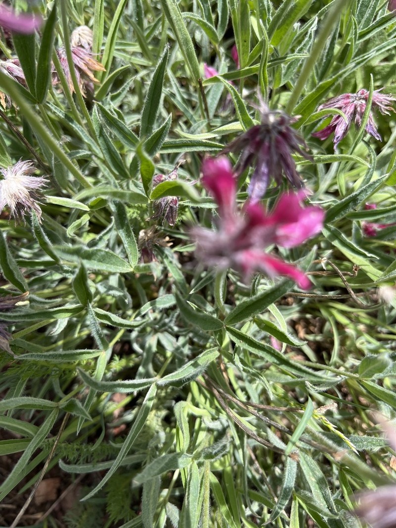 King's Clover photo 4