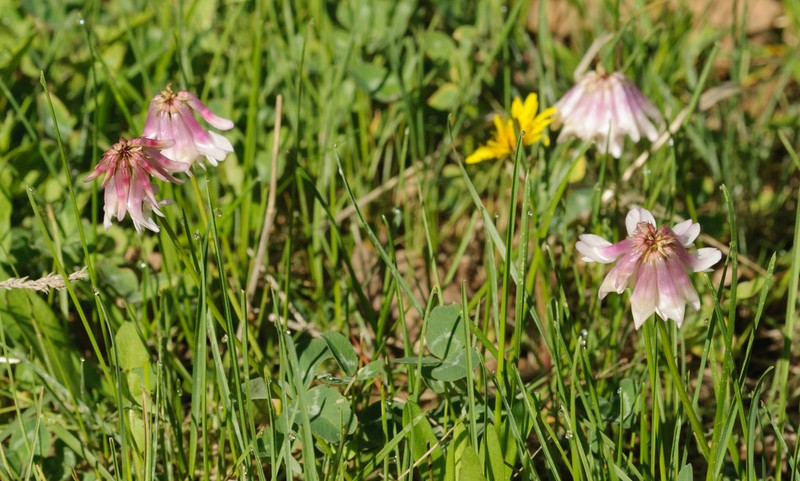 King's Clover photo 5