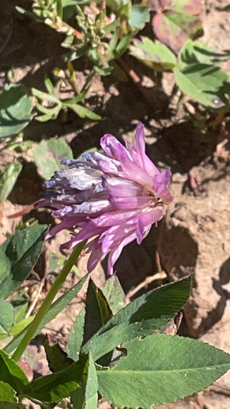 King's Clover photo 6