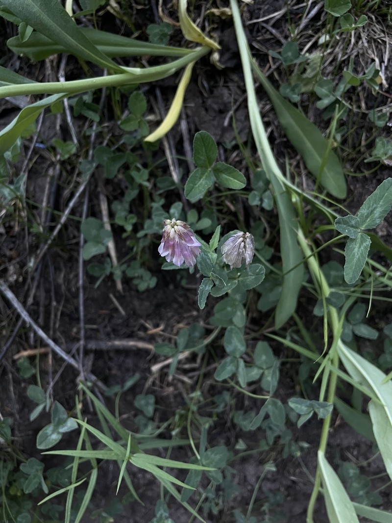 King's Clover photo 7