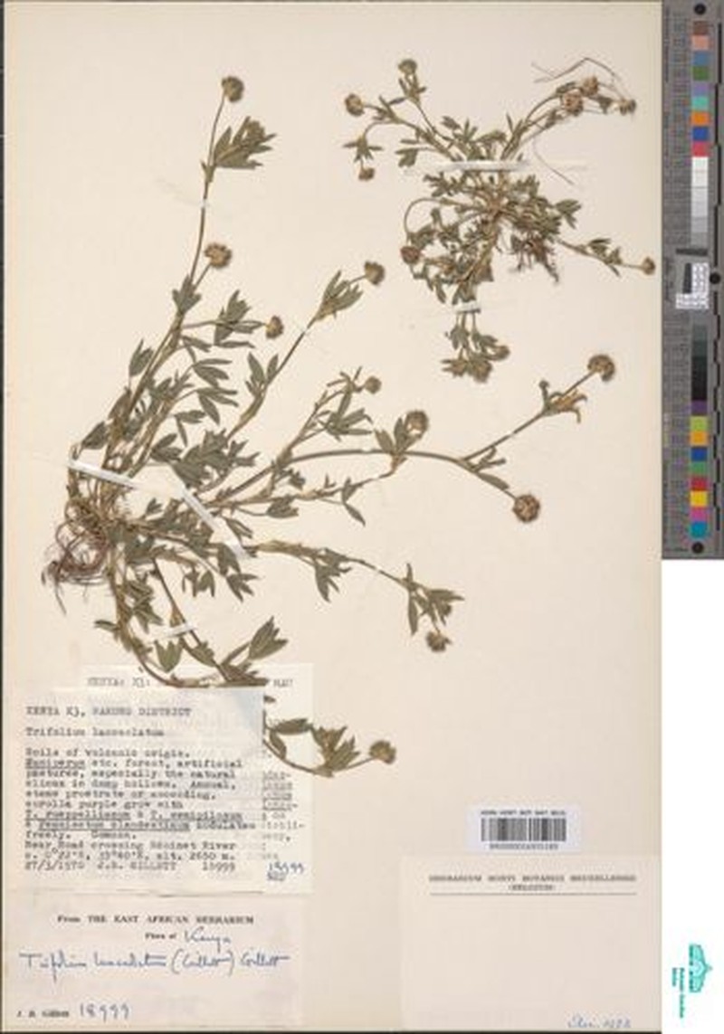 Trifolium lanceolatum
