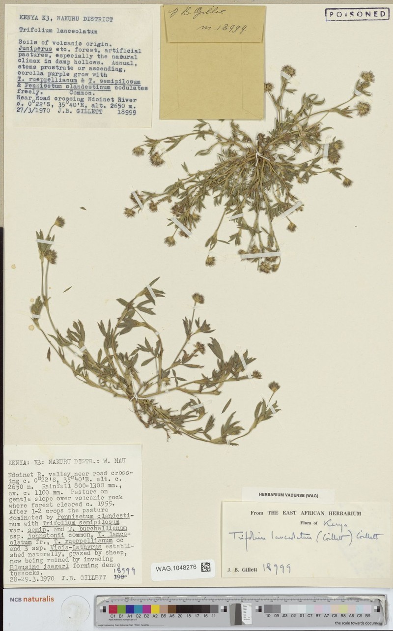 Trifolium lanceolatum photo 2