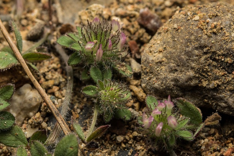 Burdock Clover photo 2