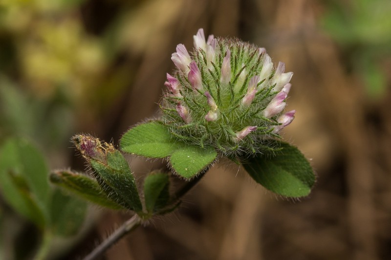 Burdock Clover photo 3
