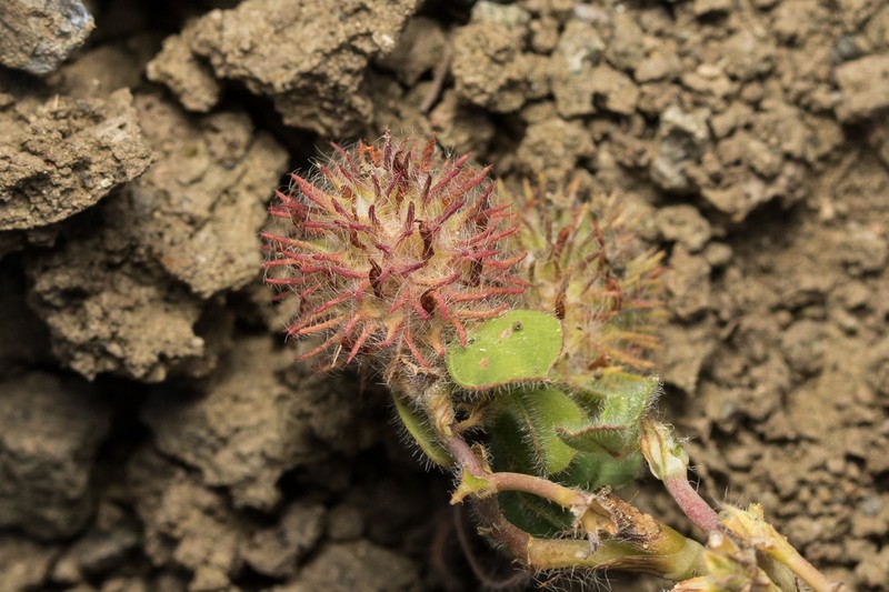 Burdock Clover photo 4