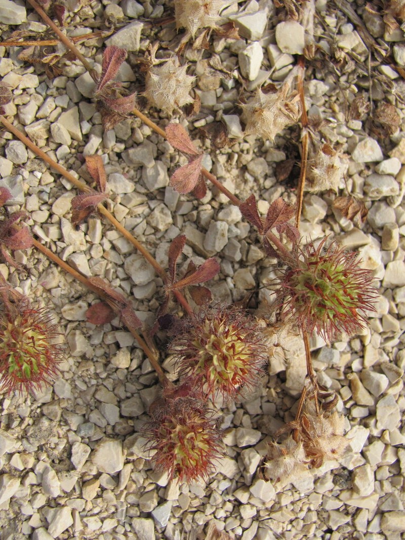 Burdock Clover photo 5