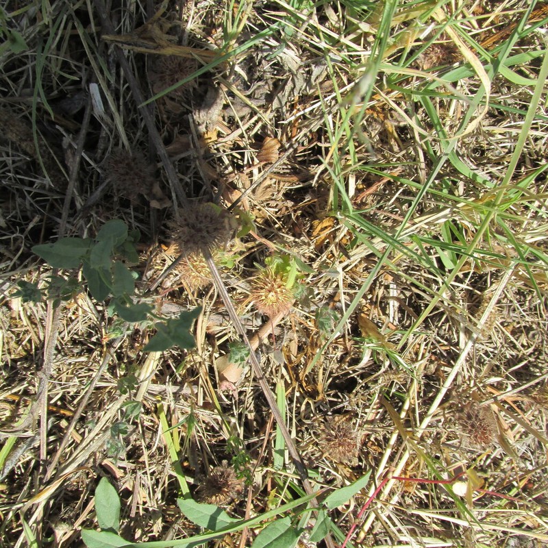 Burdock Clover photo 6