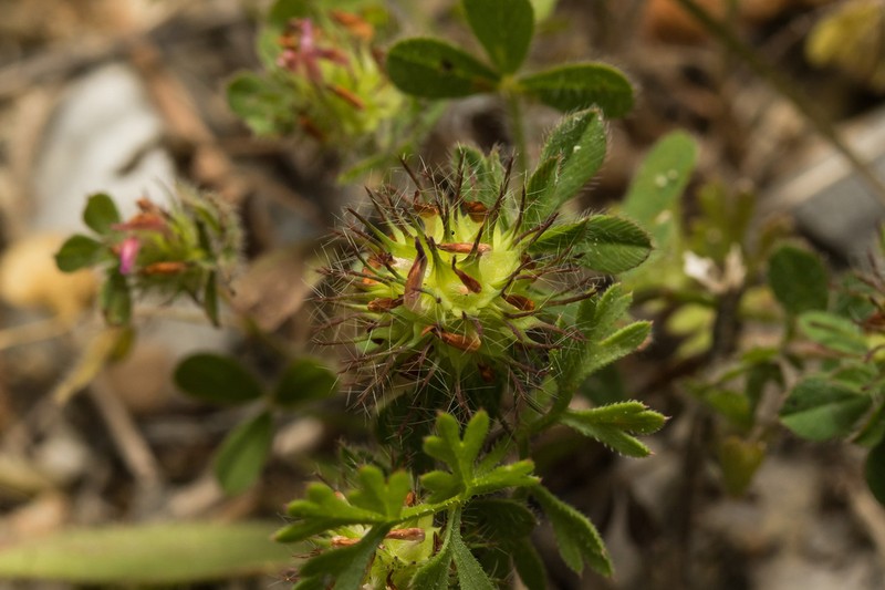 Burdock Clover photo 7