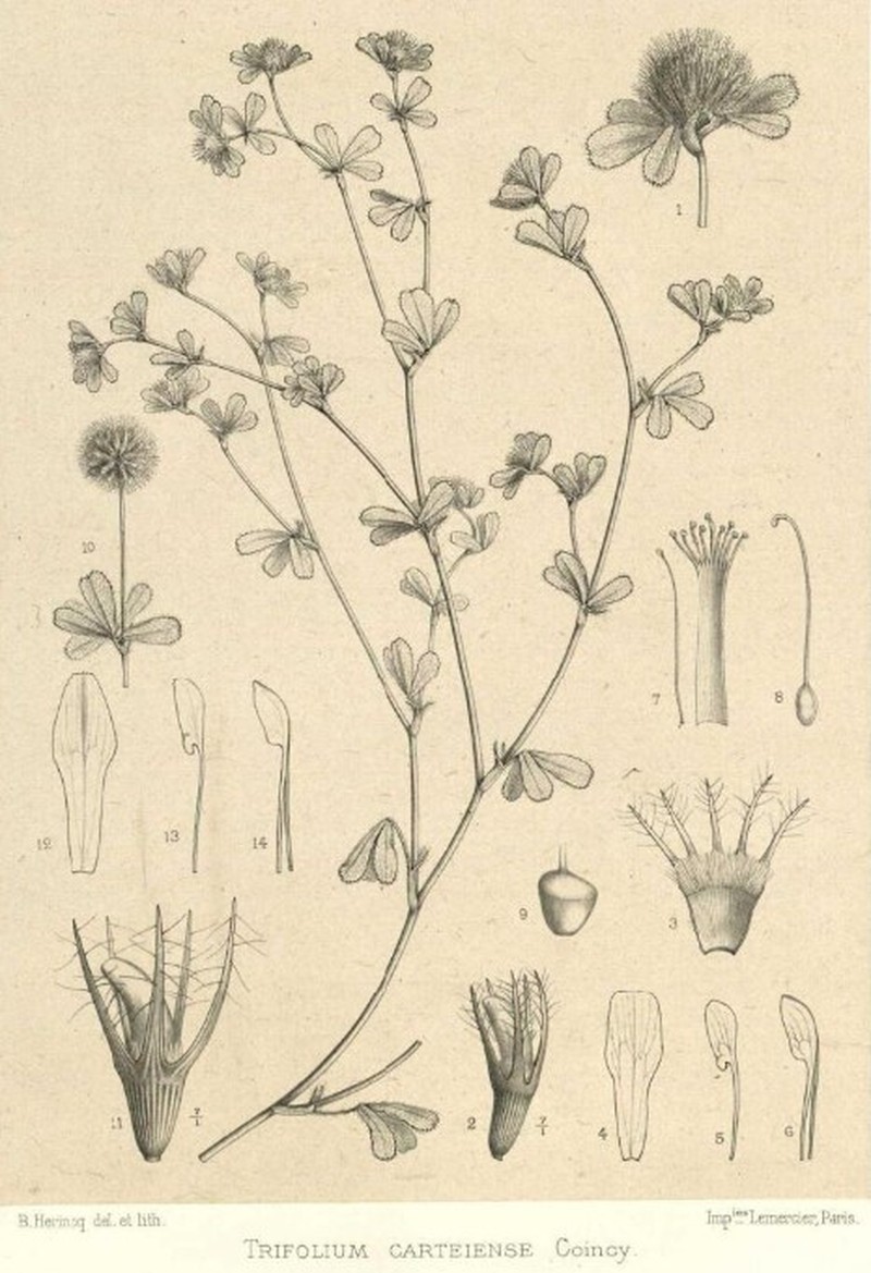 Burdock Clover photo 4