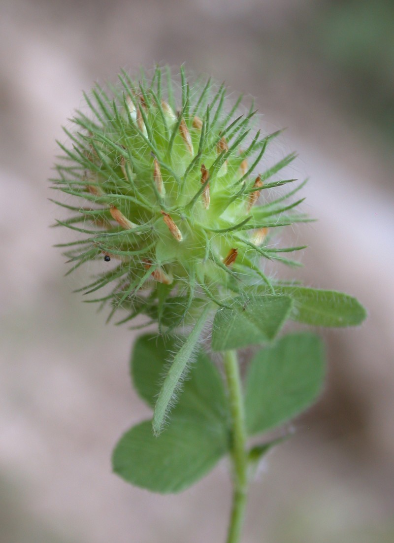Burdock Clover