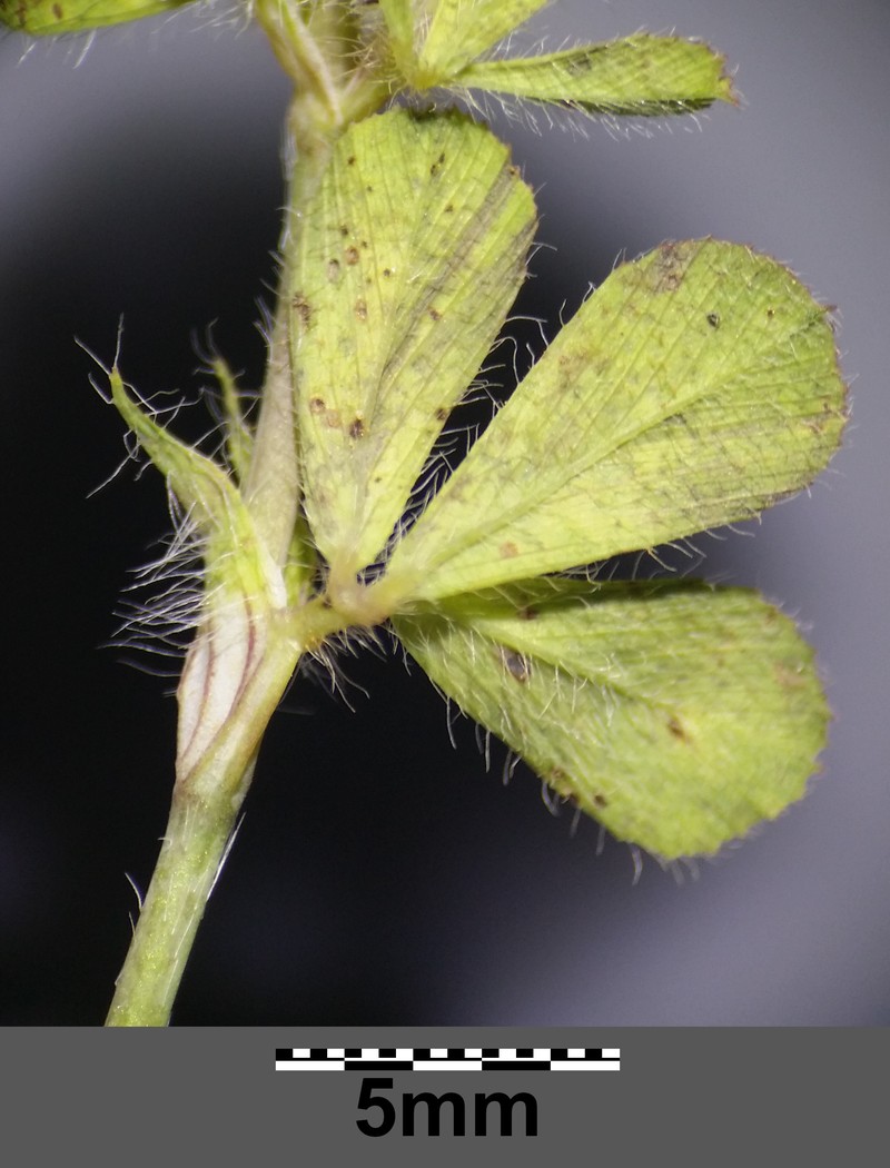 Burdock Clover photo 2