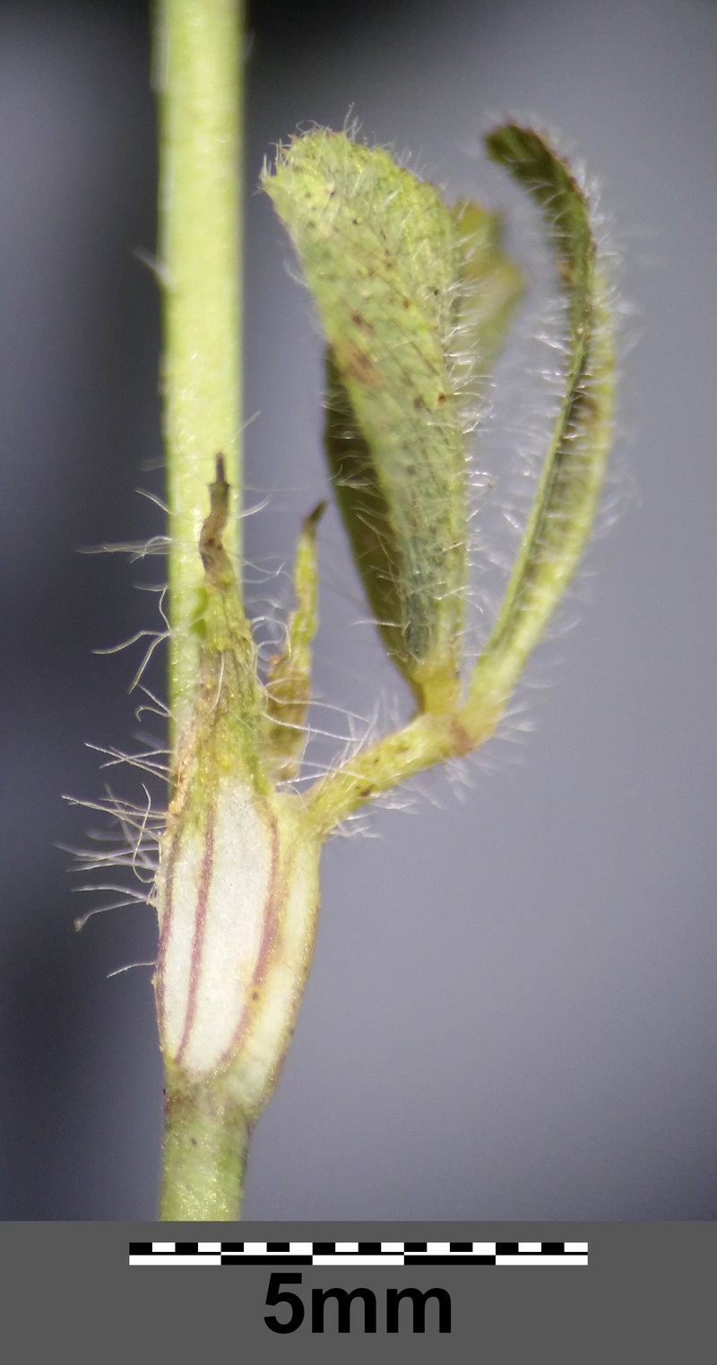 Burdock Clover photo 3
