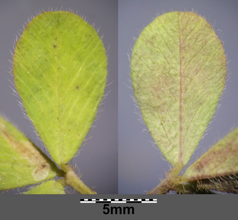 Burdock Clover photo 5