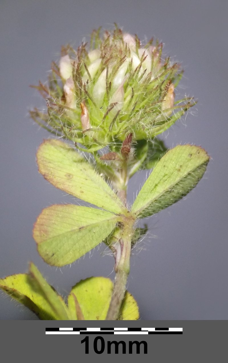Burdock Clover photo 6