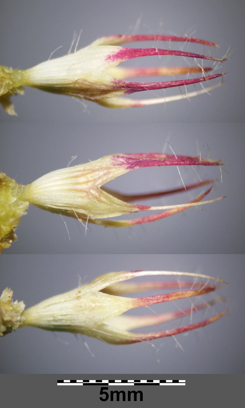 Burdock Clover photo 7