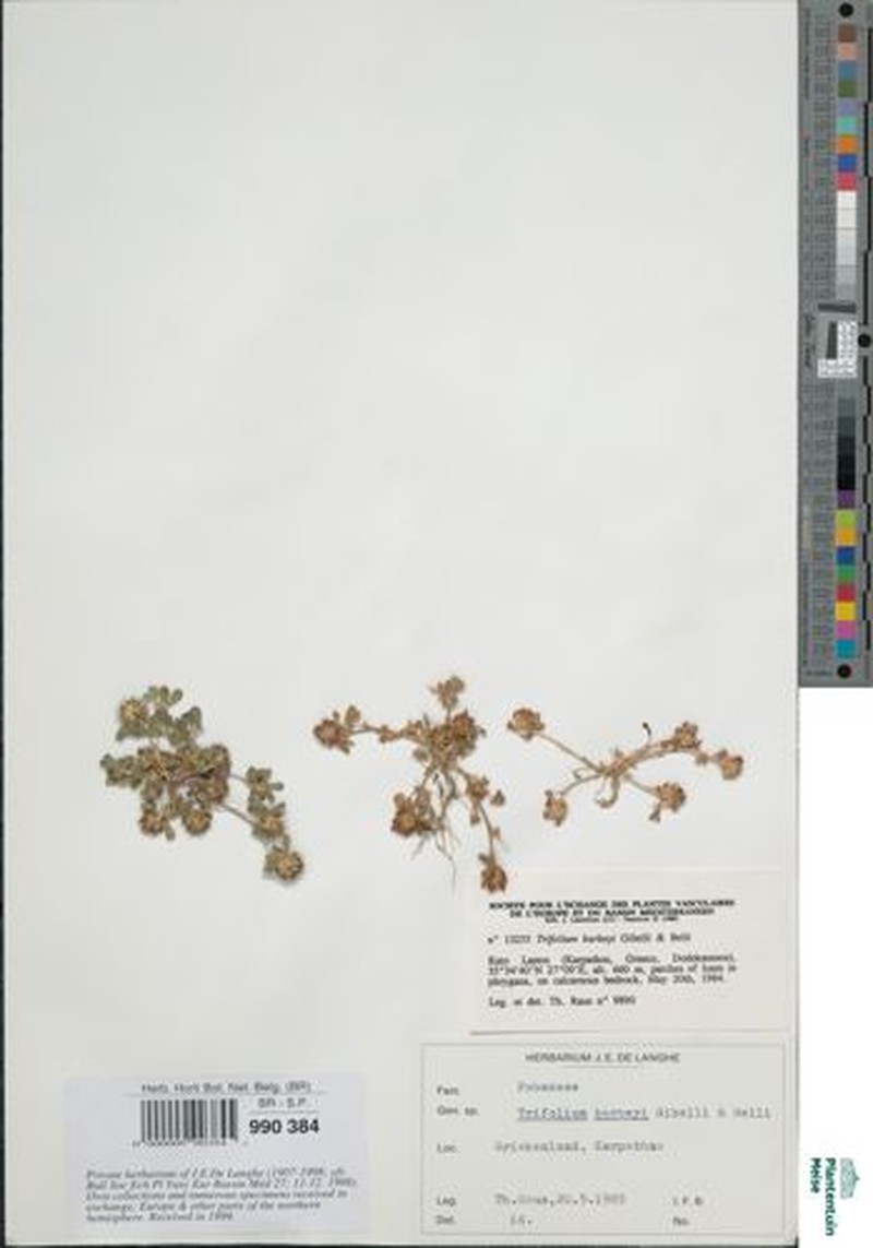 Trifolium lappaceum var. lappaceum
