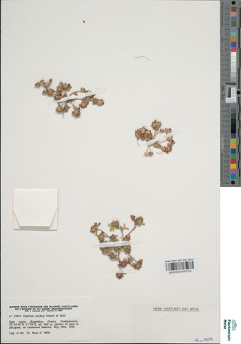 Trifolium lappaceum var. lappaceum photo 2