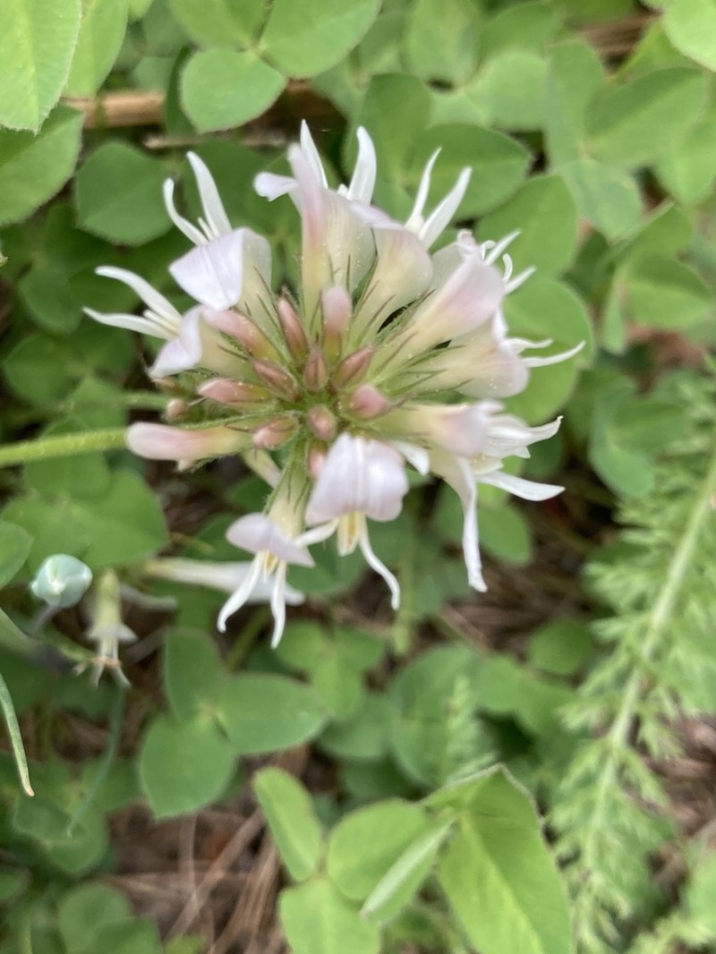 Twin Clover