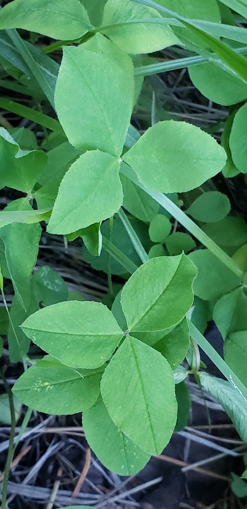 Twin Clover photo 2