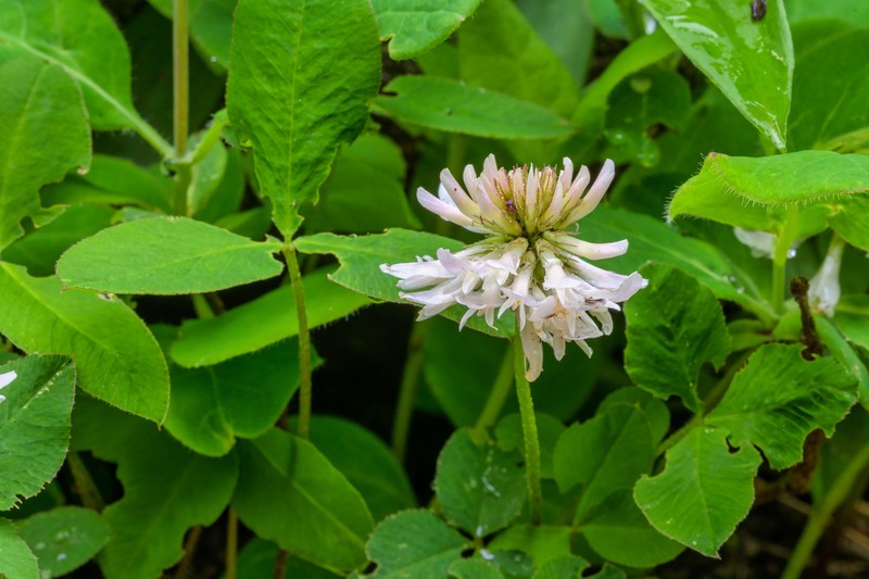 Twin Clover photo 3