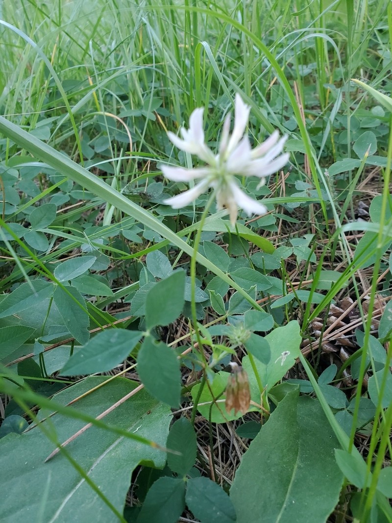 Twin Clover photo 4