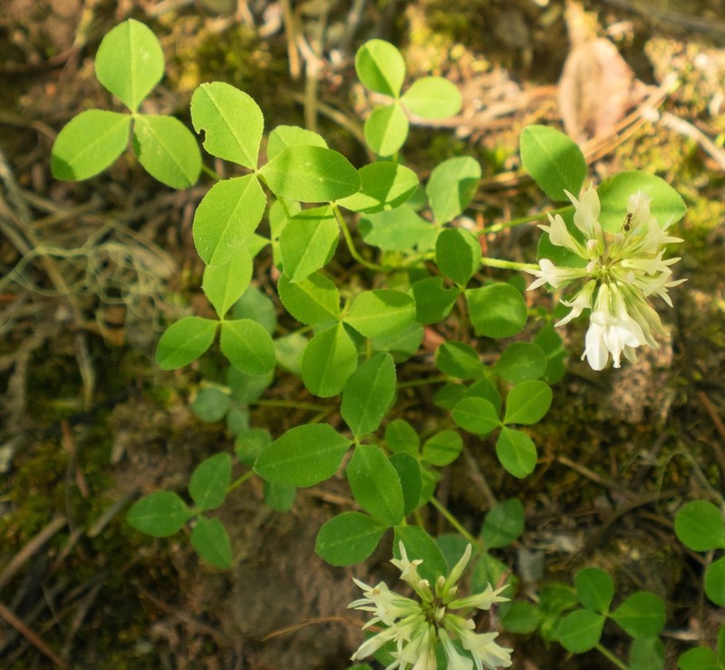 Twin Clover photo 5