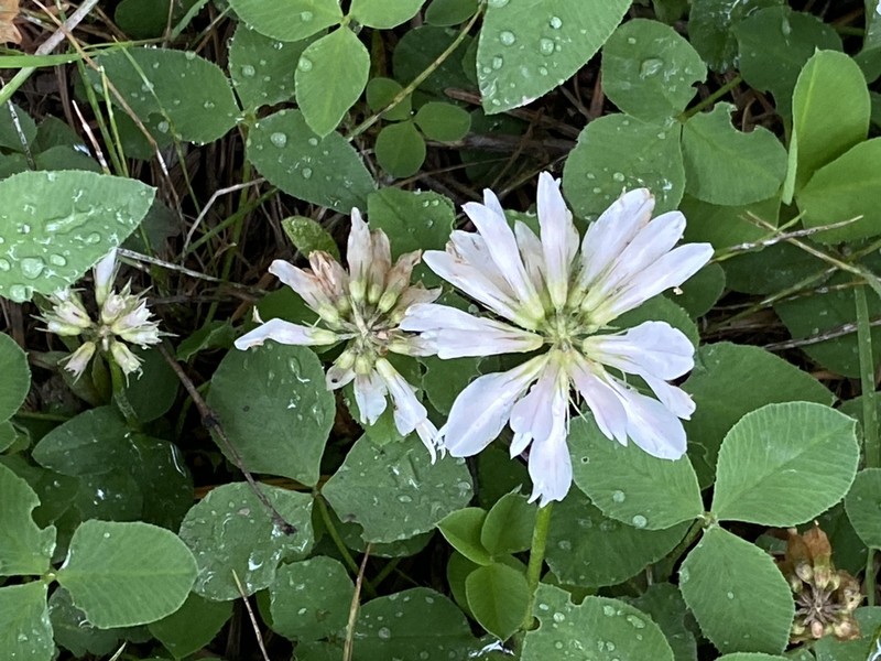 Twin Clover photo 6
