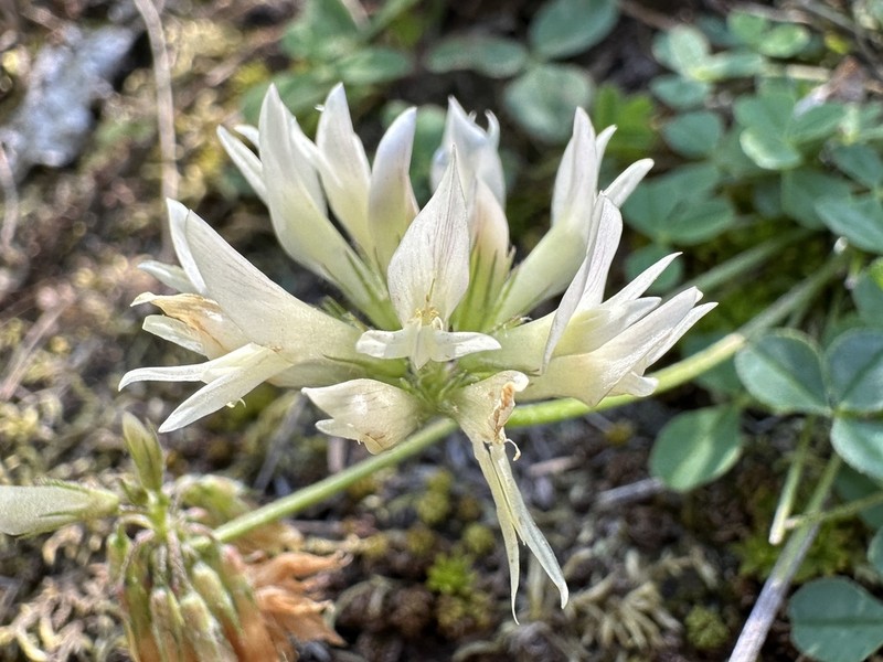 Twin Clover photo 7