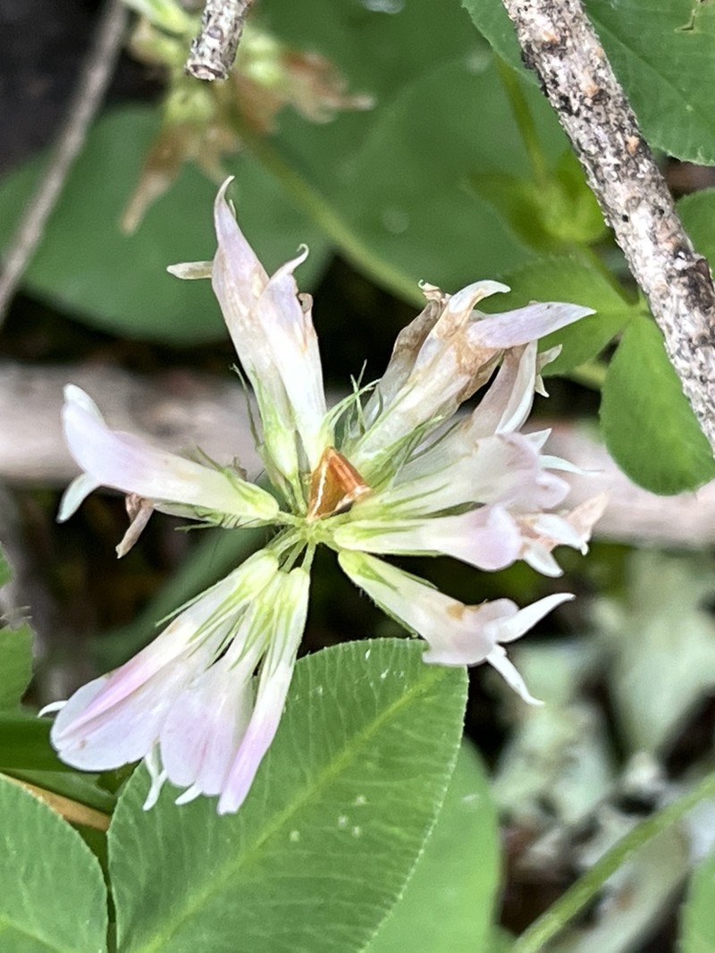 Twin Clover photo 8
