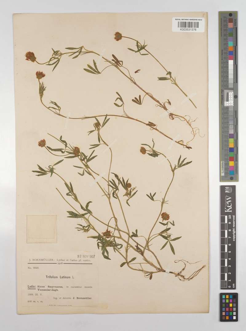 Trifolium latinum
