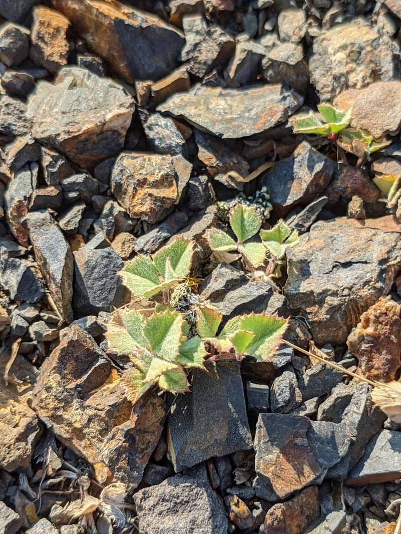 Leiberg'S Clover photo 2