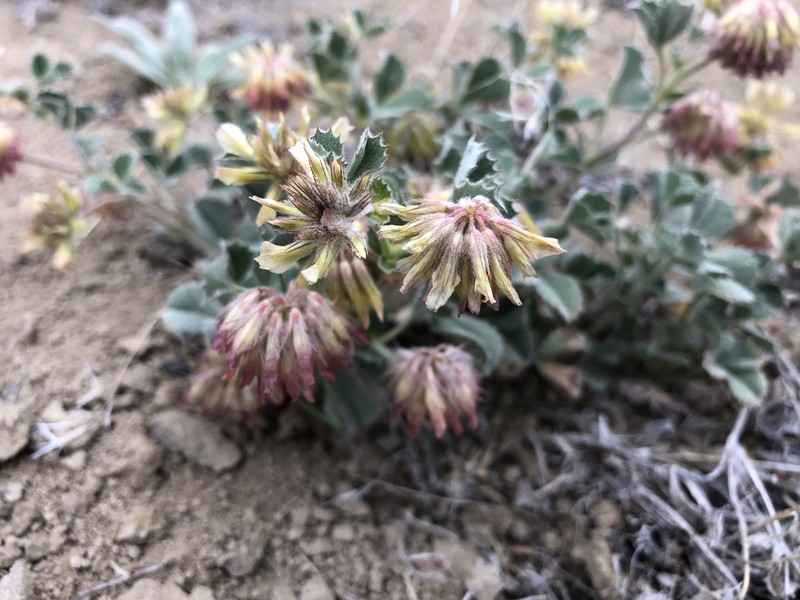 Leiberg'S Clover photo 5