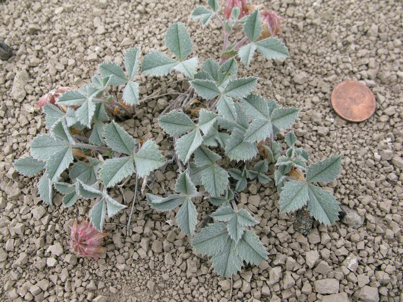 Leiberg'S Clover photo 6