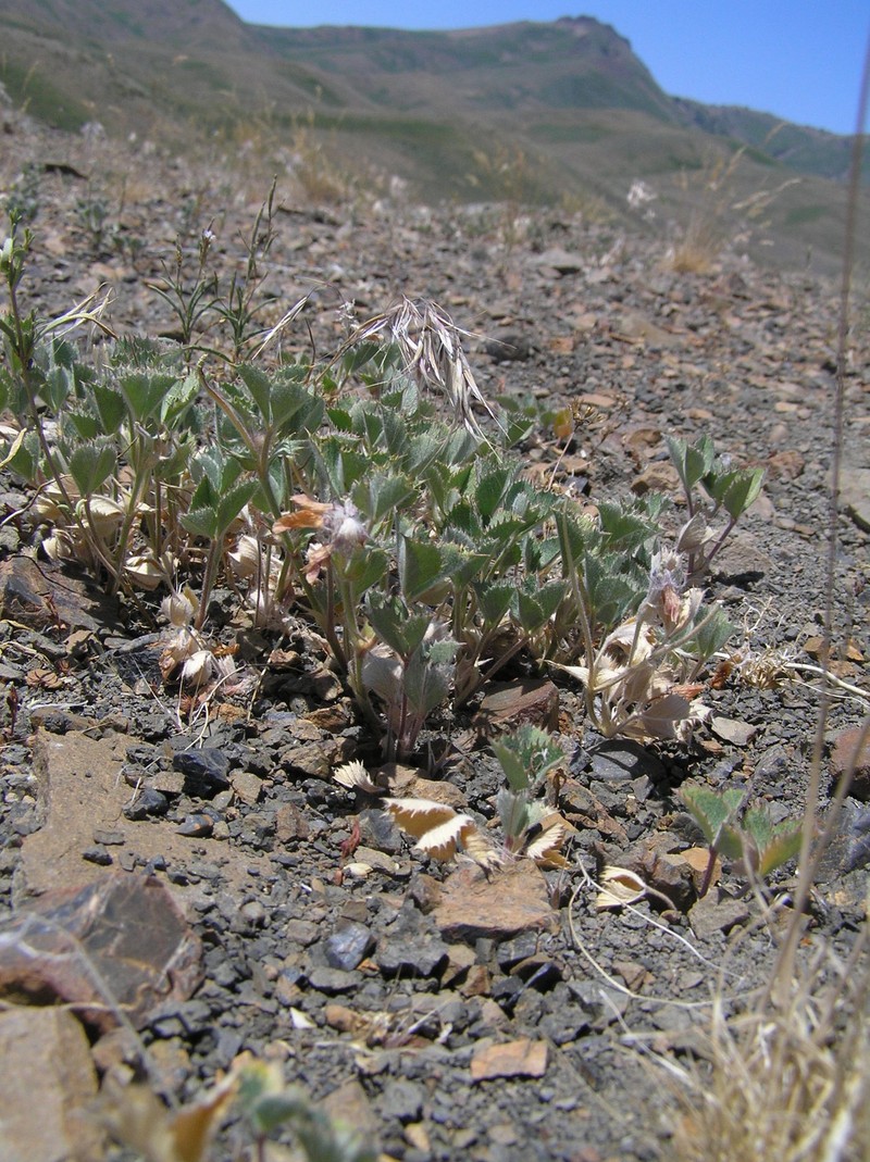 Leiberg'S Clover photo 7