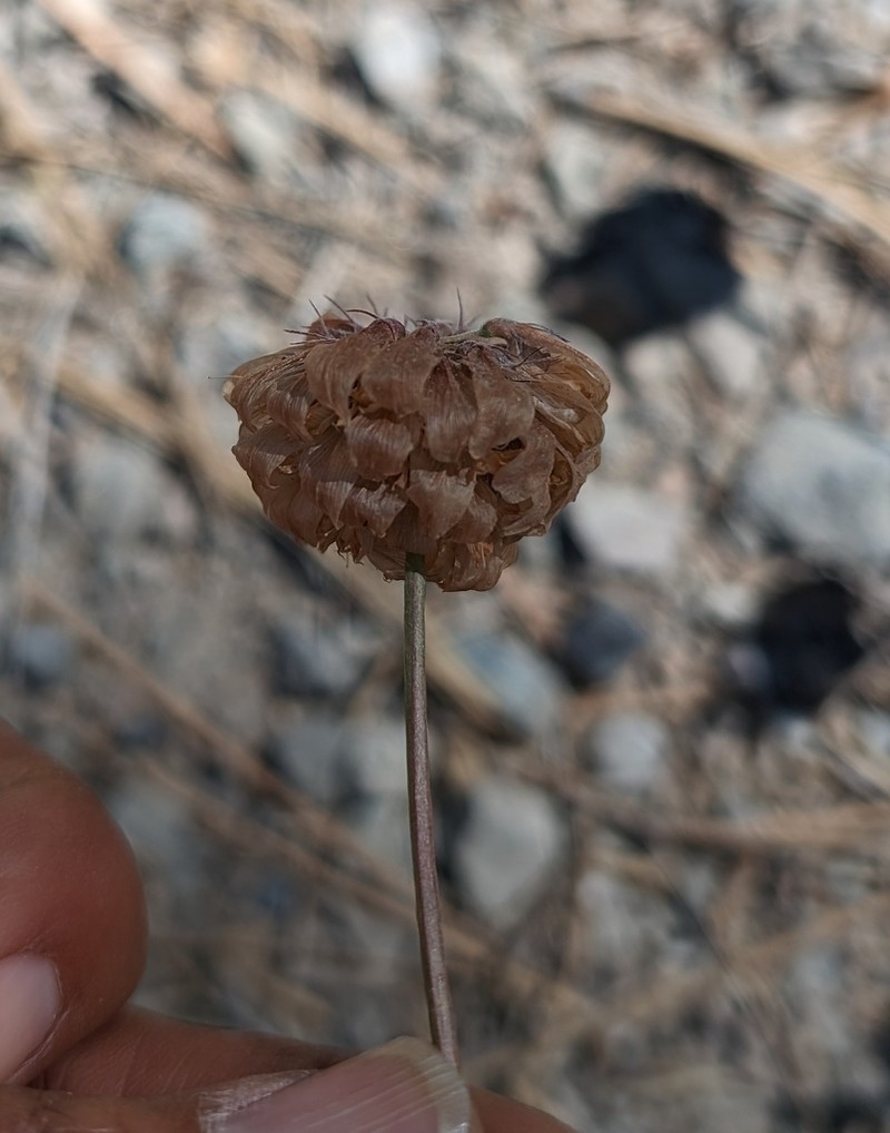 Lemmon's Clover