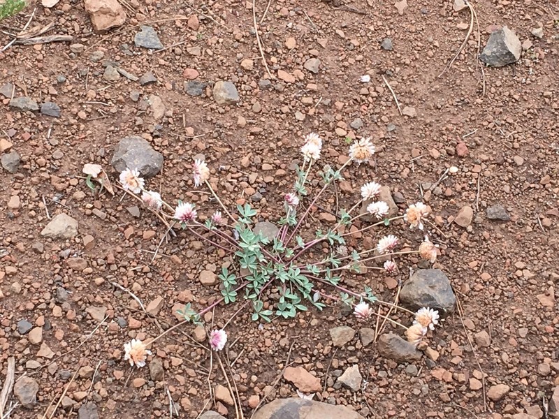 Lemmon's Clover photo 2