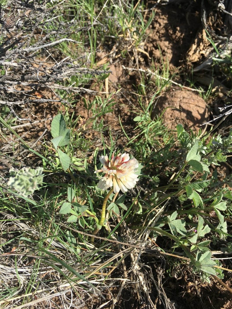 Lemmon's Clover photo 4
