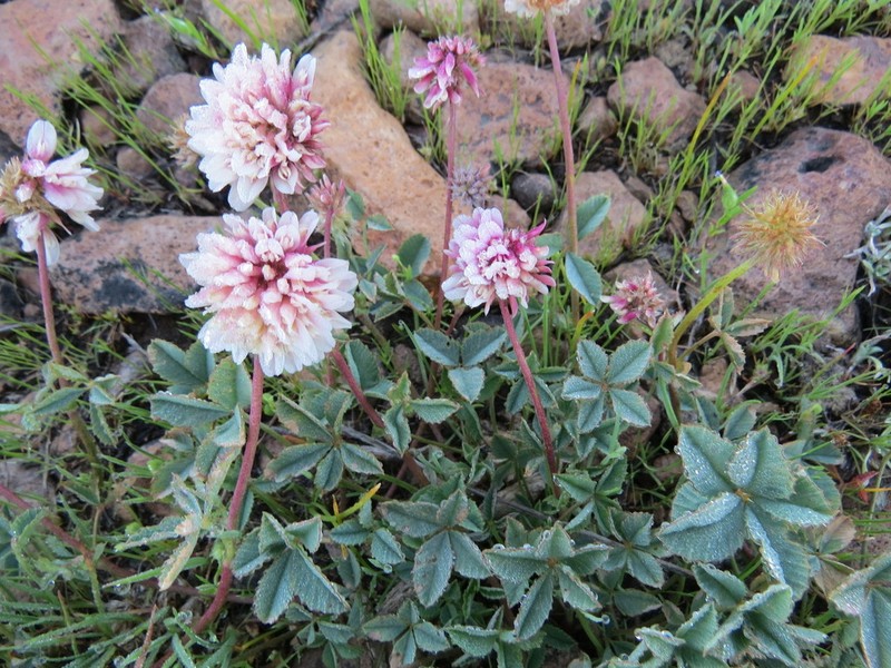 Lemmon's Clover photo 5