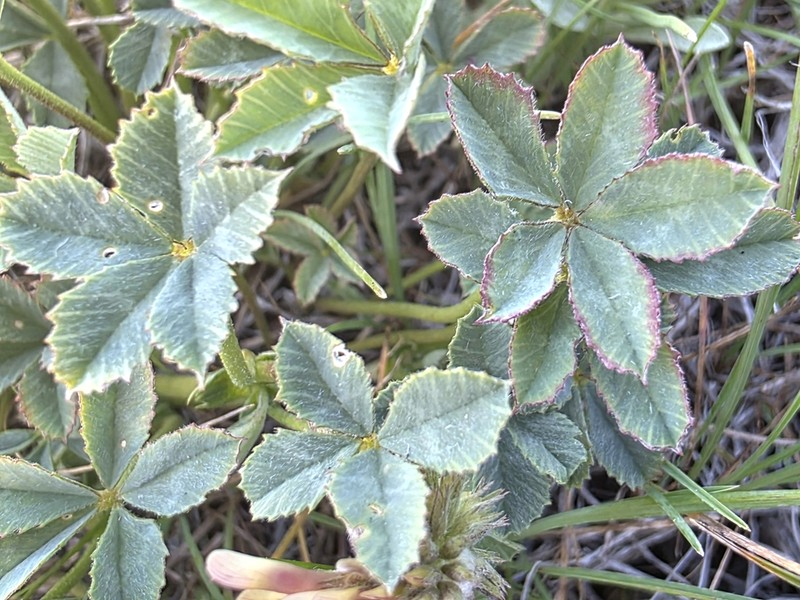 Lemmon's Clover photo 6