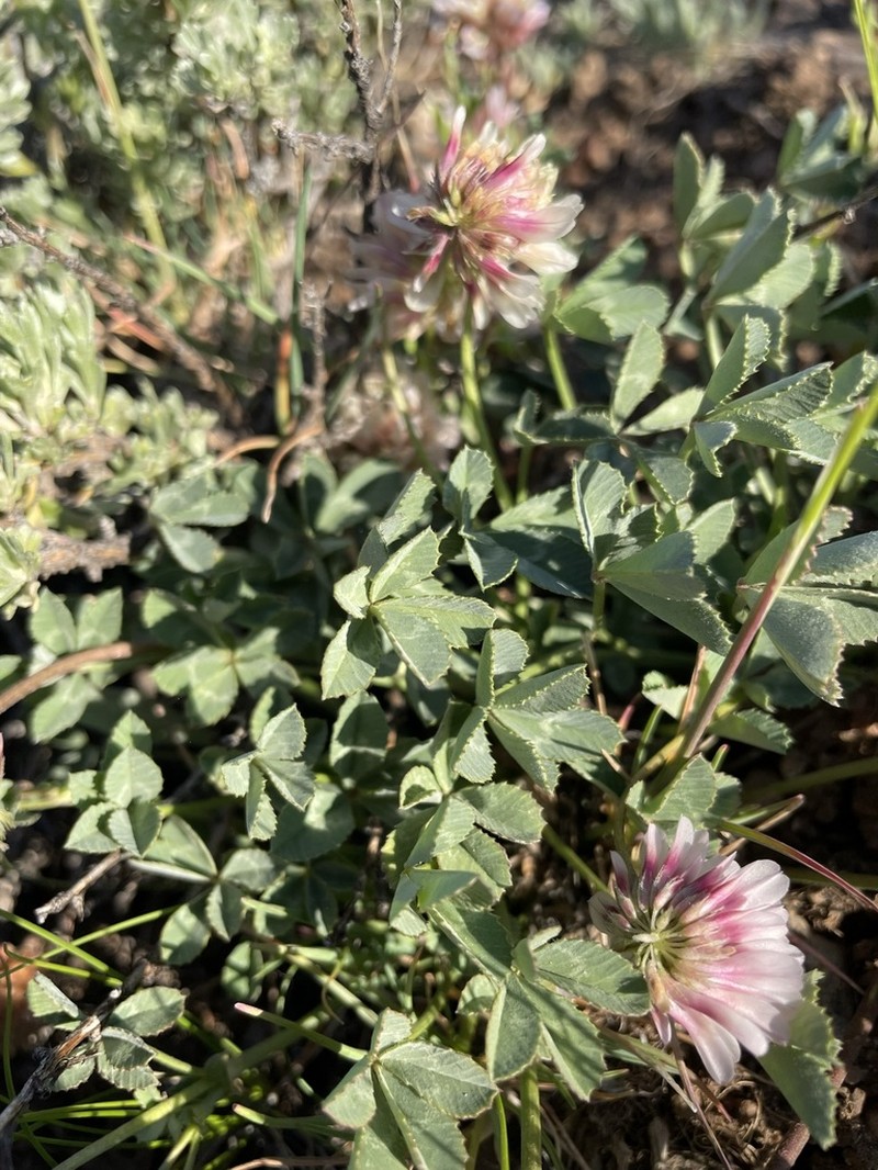 Lemmon's Clover photo 7